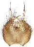  (Exechia neorepanda - TSZD-JKJ-116168)  @11 [ ] by-nc-sa (2024) Peter Chandler Unspecified