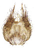  (Exechia repandoides - TSZD-JKJ-116172)  @11 [ ] by-nc-sa (2024) Peter Chandler Unspecified