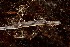  ( - TSZD-JKJ-112938)  @11 [ ] by-nc-sa (2022) Jostein Kjaerandsen Tromso University Museum