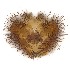  (Exechia bicincta - TSZD-JKJ-112962)  @11 [ ] by-nc-sa (2022) Jostein Kjaerandsen Tromso University Museum