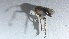  (Dynatosoma sp. JS-spA - TSZD-JKJ-116240)  @11 [ ] by-nc-sa (2024) Unspecified Tromso University Museum
