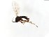  ( - TSZD-JKJ-104090)  @11 [ ] CreativeCommons - Attribution Non-Commercial Share-Alike (2018) Unspecified Tromsø University Museum