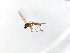  (Corynoptera marinae - TSZD-JKJ-104127)  @13 [ ] CreativeCommons - Attribution Non-Commercial Share-Alike (2018) Unspecified Tromsø University Museum