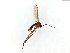  ( - TSZD-JKJ-104142)  @11 [ ] CreativeCommons - Attribution Non-Commercial Share-Alike (2018) Unspecified Tromsø University Museum