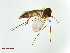  (Exechiopsis pollicata - TSZD-JKJ-101373)  @11 [ ] CreativeCommons - Attribution Non-Commercial Share-Alike (2015) Unspecified Tromso University Museum