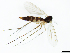  (Exechia styriaca - TSZD-JKJ-101387)  @13 [ ] CreativeCommons - Attribution Non-Commercial Share-Alike (2015) Unspecified Tromso University Museum