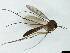  (Exechiopsis clypeata - TSZD-JKJ-101396)  @12 [ ] CreativeCommons - Attribution Non-Commercial Share-Alike (2015) Unspecified Tromso University Museum