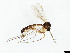  (Anatella gibba - TSZD-JKJ-101437)  @11 [ ] CreativeCommons - Attribution Non-Commercial Share-Alike (2015) Unspecified Tromso University Museum