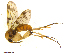  (Dynatosoma majus - TSZD-JKJ-101465)  @12 [ ] CreativeCommons - Attribution Non-Commercial Share-Alike (2015) Unspecified Tromso University Museum