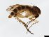  (Mycetophila confluens - TSZD-JKJ-101547)  @14 [ ] CreativeCommons - Attribution Non-Commercial Share-Alike (2015) Unspecified Tromso University Museum