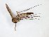  ( - TSZD-JKJ-101575)  @11 [ ] CreativeCommons - Attribution Non-Commercial Share-Alike (2016) Unspecified Tromso University Museum