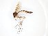  ( - TSZD-JKJ-101703)  @11 [ ] CreativeCommons - Attribution Non-Commercial Share-Alike (2016) Unspecified Tromso University Museum