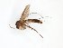  ( - TSZD-JKJ-101709)  @11 [ ] CreativeCommons - Attribution Non-Commercial Share-Alike (2016) Unspecified Tromso University Museum