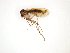  (Mycetophila ornata - TSZD-JKJ-101812)  @13 [ ] CreativeCommons - Attribution Non-Commercial Share-Alike (2016) Unspecified Tromso University Museum