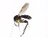  (Sceptonia sp - TSZD-JKJ-102105)  @11 [ ] CreativeCommons - Attribution Non-Commercial Share-Alike (2016) Unspecified Tromsø University Museum