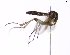  (Zygomyia pseudohumeralis - TSZD-JKJ-102108)  @13 [ ] CreativeCommons - Attribution Non-Commercial Share-Alike (2016) Unspecified Tromsø University Museum