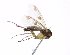  (Mycetophila pyrenaica - TSZD-JKJ-102160)  @11 [ ] CreativeCommons - Attribution Non-Commercial Share-Alike (2016) Unspecified Tromsø University Museum