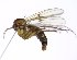  (Mycetophila evanida - TSZD-JKJ-102164)  @14 [ ] CreativeCommons - Attribution Non-Commercial Share-Alike (2016) Unspecified Tromsø University Museum