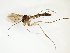  (Exechiopsis davatchii - TSZD-JKJ-102560)  @11 [ ] CreativeCommons - Attribution Non-Commercial Share-Alike (2016) Unspecified Tromsø University Museum