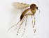  (Exechia quadrata - TSZD-JKJ-102669)  @11 [ ] CreativeCommons - Attribution Non-Commercial Share-Alike (2017) Unspecified Tromsø University Museum
