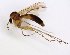  (Exechia contaminata - TSZD-JKJ-102677)  @14 [ ] CreativeCommons - Attribution Non-Commercial Share-Alike (2017) Unspecified Tromsø University Museum