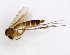  (Exechia JKJ-spP - TSZD-JKJ-102678)  @13 [ ] CreativeCommons - Attribution Non-Commercial Share-Alike (2017) Unspecified Tromsø University Museum