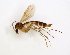  (Exechia pseudocincta - TSZD-JKJ-102679)  @14 [ ] CreativeCommons - Attribution Non-Commercial Share-Alike (2017) Unspecified Tromsø University Museum