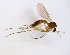  (Exechia JKJ-NspA - TSZD-JKJ-102688)  @11 [ ] CreativeCommons - Attribution Non-Commercial Share-Alike (2017) Unspecified Tromsø University Museum