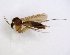  (Exechia absurda - TSZD-JKJ-102702)  @11 [ ] CreativeCommons - Attribution Non-Commercial Share-Alike (2017) Unspecified Tromsø University Museum