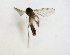  (Anatella crispa - TSZD-JKJ-102756)  @11 [ ] CreativeCommons - Attribution Non-Commercial Share-Alike (2017) Unspecified Tromsø University Museum