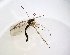  ( - TSZD-JKJ-102765)  @12 [ ] CreativeCommons - Attribution Non-Commercial Share-Alike (2017) Unspecified Tromsø University Museum
