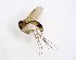  ( - TSZD-JKJ-102813)  @11 [ ] CreativeCommons - Attribution Non-Commercial Share-Alike (2017) Unspecified Tromsø University Museum