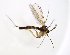  (Palaeodocosia - TSZD-JKJ-102827)  @11 [ ] CreativeCommons - Attribution Non-Commercial Share-Alike (2017) Unspecified Tromsø University Museum
