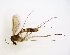  (Rymosia JKJ-spH - TSZD-JKJ-102843)  @11 [ ] CreativeCommons - Attribution Non-Commercial Share-Alike (2017) Unspecified Tromsø University Museum