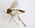  (Exechia lundstroemi - TSZD-JKJ-102883)  @14 [ ] CreativeCommons - Attribution Non-Commercial Share-Alike (2017) Unspecified Tromsø University Museum