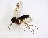  (Mycetophila sp - TSZD-JKJ-102895)  @11 [ ] CreativeCommons - Attribution Non-Commercial Share-Alike (2017) Unspecified Tromsø University Museum