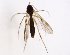  (Mycetophila ocellus_JKJ-02 - TSZD-JKJ-102918)  @11 [ ] CreativeCommons - Attribution Non-Commercial Share-Alike (2017) Unspecified Tromsø University Museum