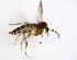  (Mycetophila brevitarsata - TSZD-JKJ-102922)  @14 [ ] CreativeCommons - Attribution Non-Commercial Share-Alike (2017) Unspecified Tromsø University Museum