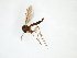  ( - TSZD-JKJ-102993)  @11 [ ] CreativeCommons - Attribution Non-Commercial Share-Alike (2017) Unspecified Tromsø University Museum