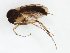  (Zygomyia sp - TSZD-JKJ-103111)  @11 [ ] CreativeCommons - Attribution Non-Commercial Share-Alike (2017) Unspecified Tromsø University Museum