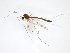 ( - TSZD-JKJ-103115)  @11 [ ] CreativeCommons - Attribution Non-Commercial Share-Alike (2017) Unspecified Tromsø University Museum