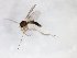  ( - TSZD-JKJ-103178)  @11 [ ] CreativeCommons - Attribution Non-Commercial Share-Alike (2017) Unspecified Tromsø University Museum