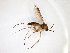  (Leia subfasciata - TSZD-JKJ-103179)  @11 [ ] CreativeCommons - Attribution Non-Commercial Share-Alike (2017) Unspecified Tromsø University Museum