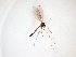  ( - TSZD-JKJ-103203)  @11 [ ] CreativeCommons - Attribution Non-Commercial Share-Alike (2017) Unspecified Tromsø University Museum