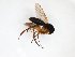  ( - TSZD-JKJ-103205)  @12 [ ] CreativeCommons - Attribution Non-Commercial Share-Alike (2017) Unspecified Tromsø University Museum