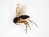  ( - TSZD-JKJ-103206)  @12 [ ] CreativeCommons - Attribution Non-Commercial Share-Alike (2017) Unspecified Tromsø University Museum
