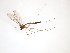  (Bolitophila JKJ-spF - TSZD-JKJ-103229)  @11 [ ] CreativeCommons - Attribution Non-Commercial Share-Alike (2017) Unspecified Tromsø University Museum
