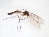  (Bolitophila cinerea - TSZD-JKJ-103232)  @13 [ ] CreativeCommons - Attribution Non-Commercial Share-Alike (2017) Unspecified Tromsø University Museum