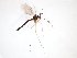  ( - TSZD-JKJ-103244)  @13 [ ] CreativeCommons - Attribution Non-Commercial Share-Alike (2017) Unspecified Tromsø University Museum