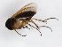  (Sceptonia fumipes_JKJ-02 - TSZD-JKJ-103264)  @12 [ ] CreativeCommons - Attribution Non-Commercial Share-Alike (2017) Unspecified Tromsø University Museum